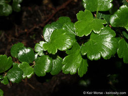 Image de Ribes speciosum Pursh