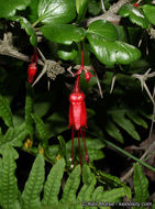 Image of fuchsiaflower gooseberry