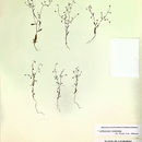 Plancia ëd Lathrocasis tenerrima (A. Gray) L. A. Johnson