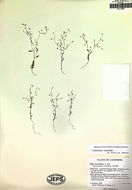 Image of delicate gilia