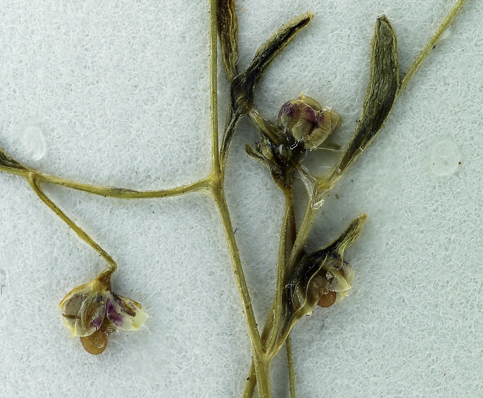 Image of delicate gilia