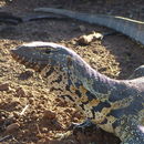 Image of Lace Monitor