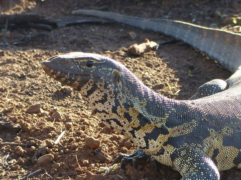 Image of Ornate monitor