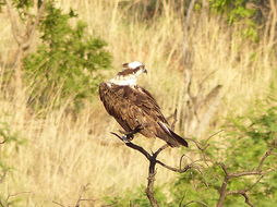 Image of Osprey