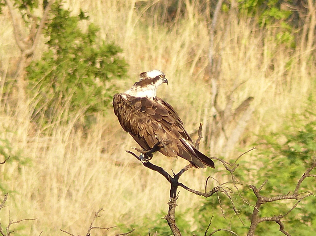 Image of Osprey