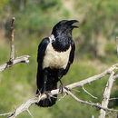 Image of Pied Crow