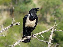 Image of Pied Crow