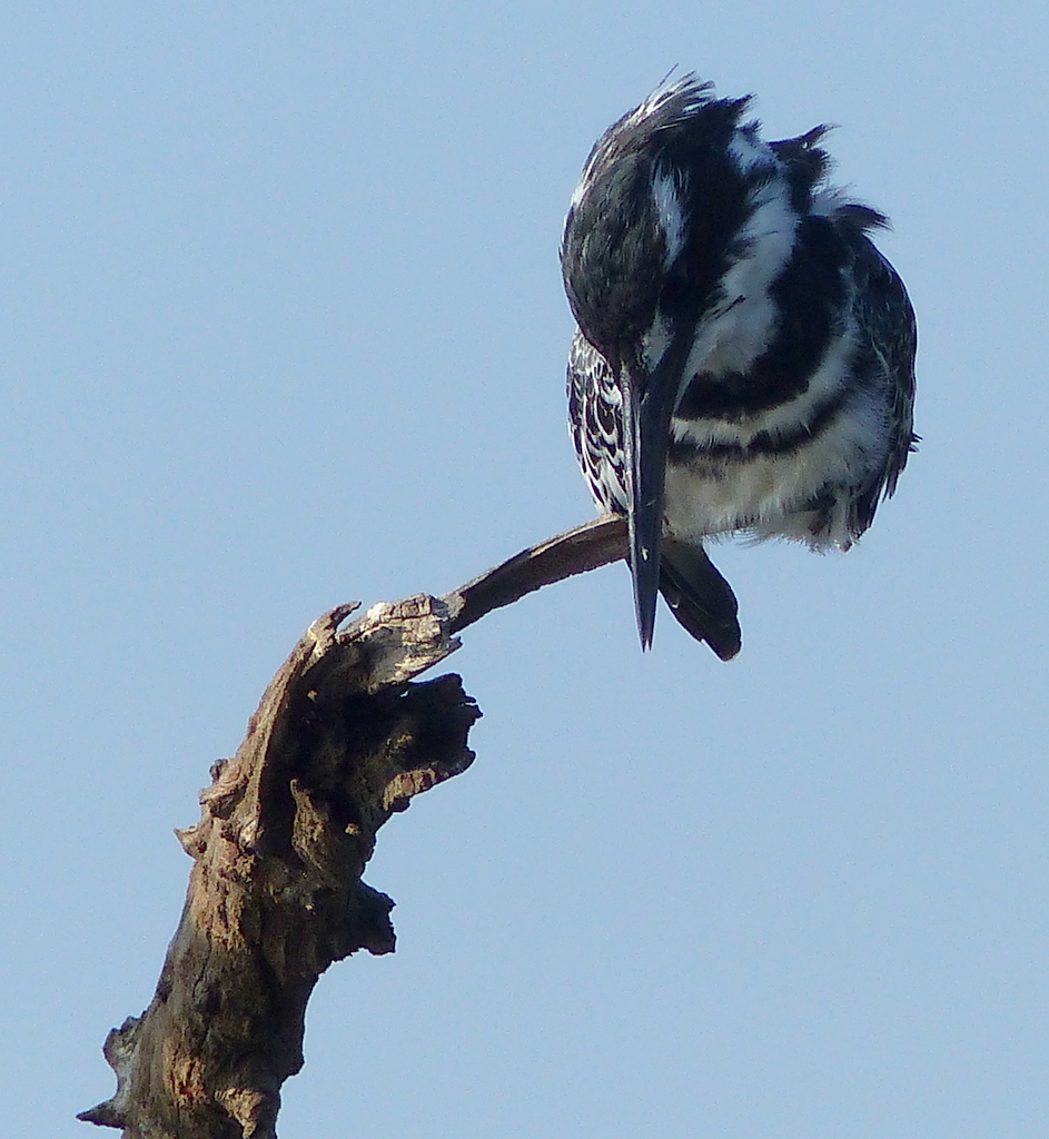 Image of Pied Kingfisher