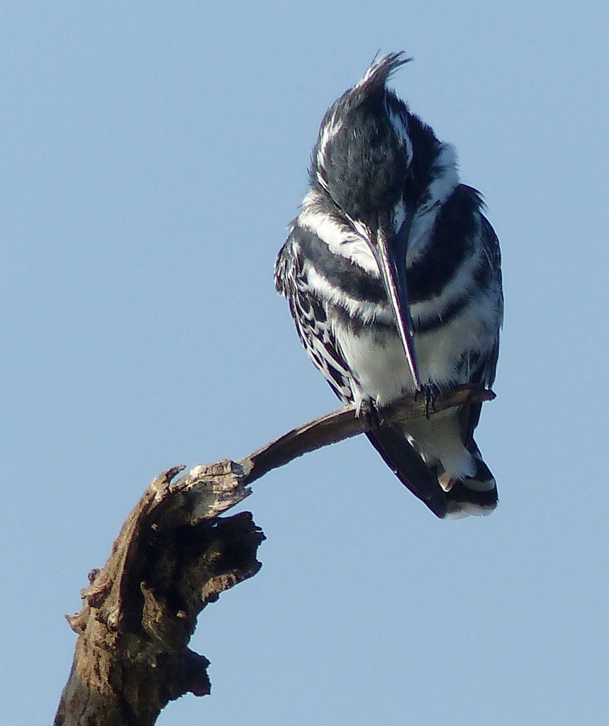 Image of Pied Kingfisher