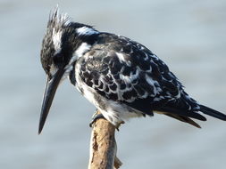 Image of Pied Kingfisher