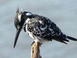 Image of Pied Kingfisher