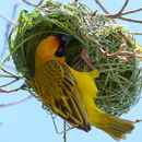 Image of African Masked Weaver