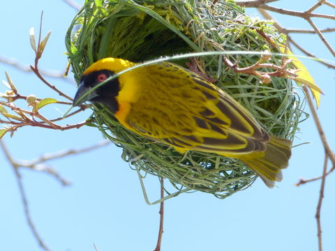 Image de Tisserin à tête rousse