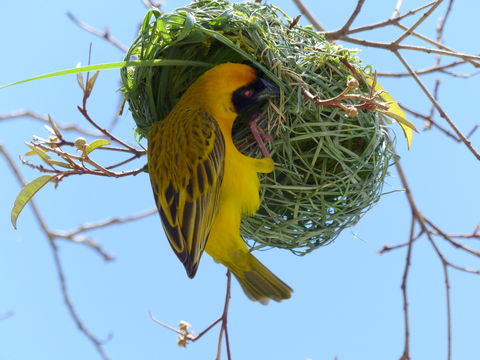 Image of African Masked Weaver