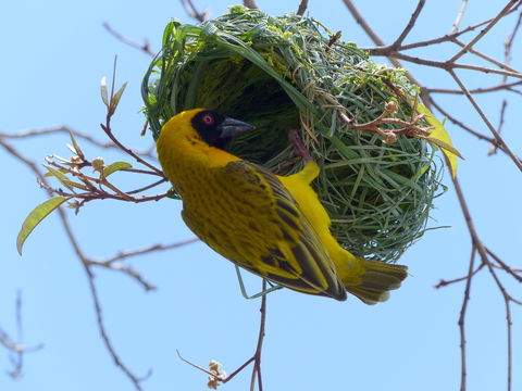 Image of African Masked Weaver