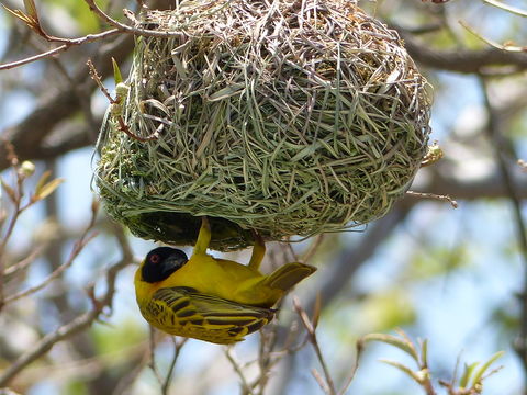 Image of African Masked Weaver