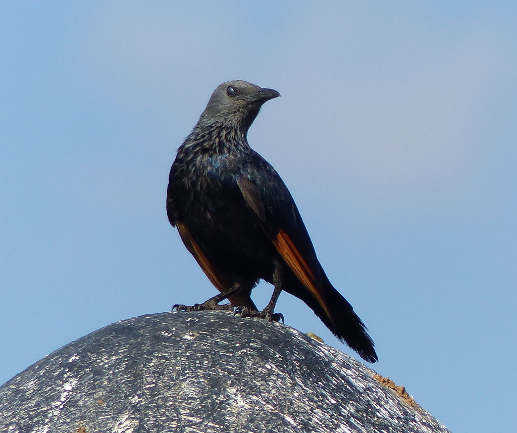 Image of Red-winged Starling