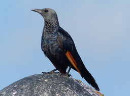 Image of Red-winged Starling