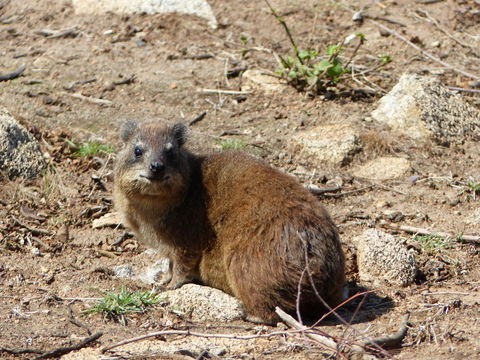 Image of Rock Hyrax