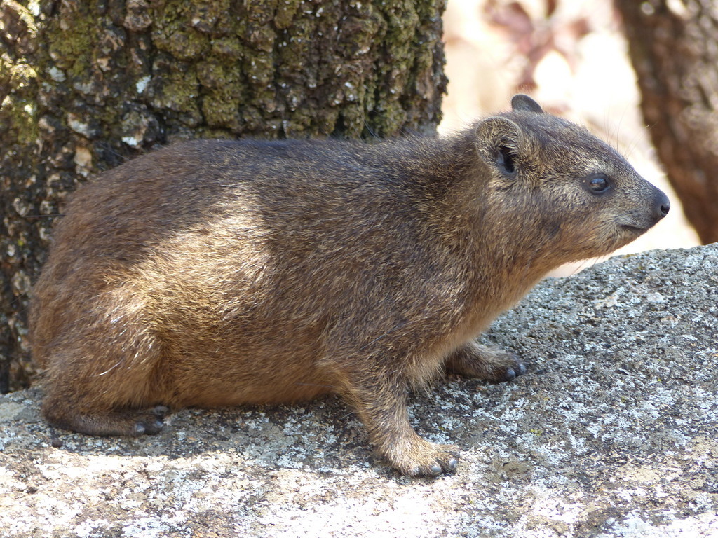 Image of Rock Hyrax