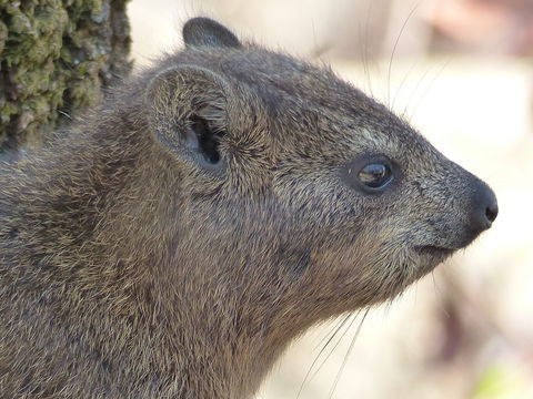 Image of Rock Hyrax