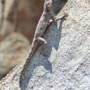 Image of southern rock agama