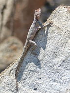 Image of southern rock agama