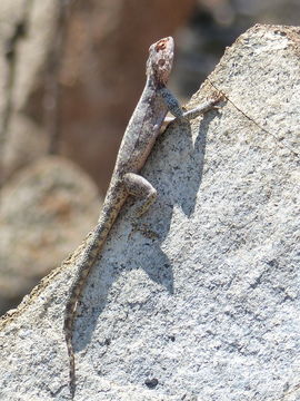 Image of southern rock agama