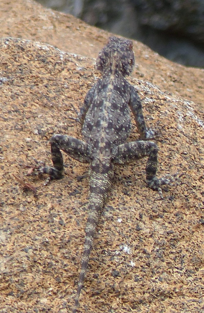 Image of southern rock agama