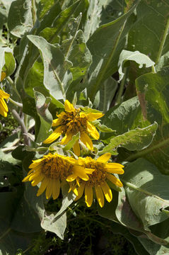 Image de Wyethia helenioides (DC.) Nutt.