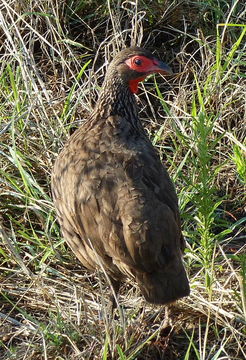 Image of Swainson's Spurfowl