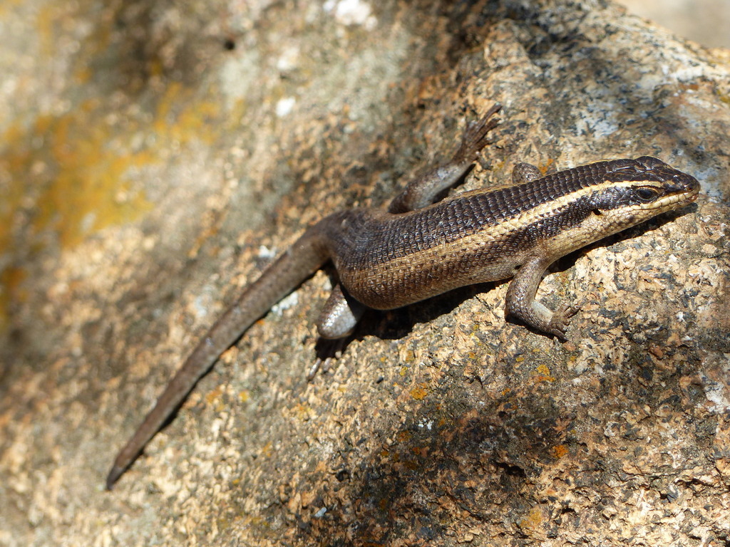 Image of Montane Speckled Skink