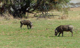 Image of Common Warthog