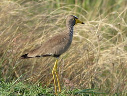 Image of African Wattled Lapwing