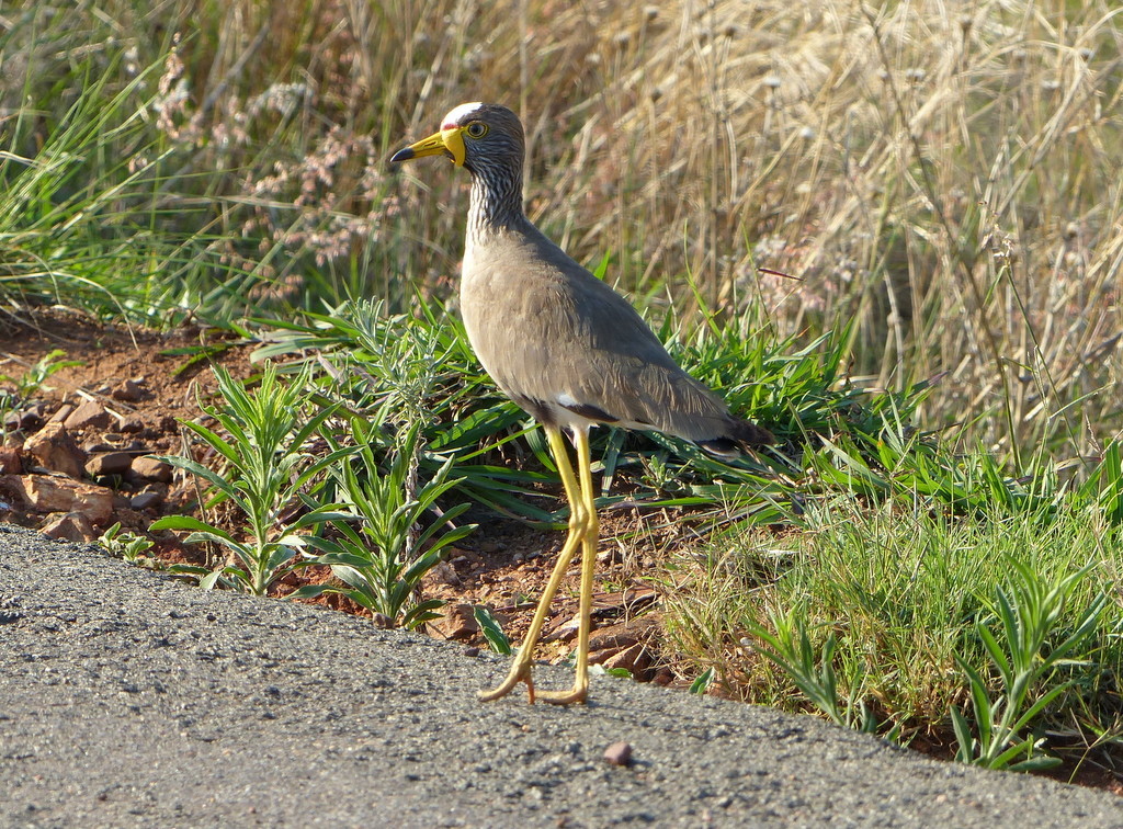 Image of African Wattled Lapwing