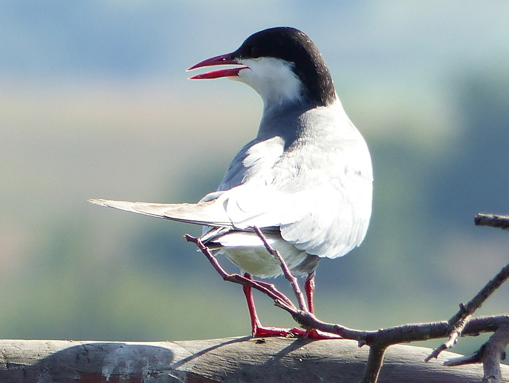 Image of Whiskered Tern