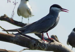 Image of Whiskered Tern