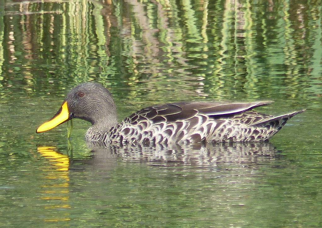 Image of Yellow-billed Duck