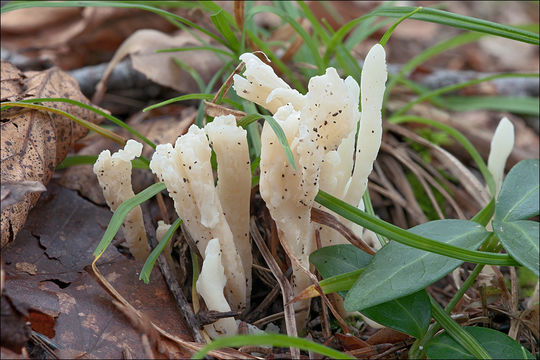 Слика од Clavulina rugosa Pourtales 1850