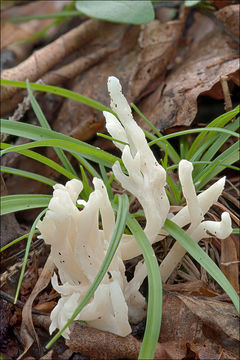 Слика од Clavulina rugosa Pourtales 1850