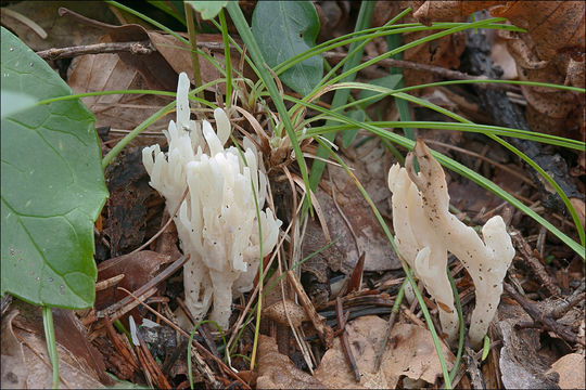 Слика од Clavulina rugosa Pourtales 1850