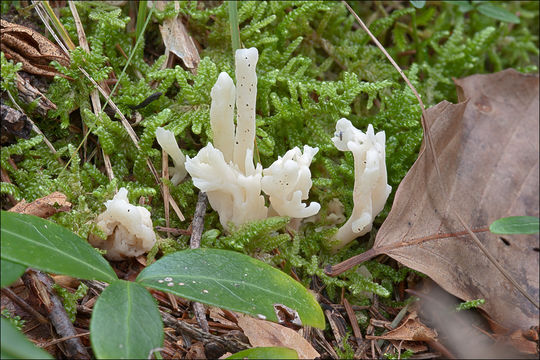 Слика од Clavulina rugosa Pourtales 1850