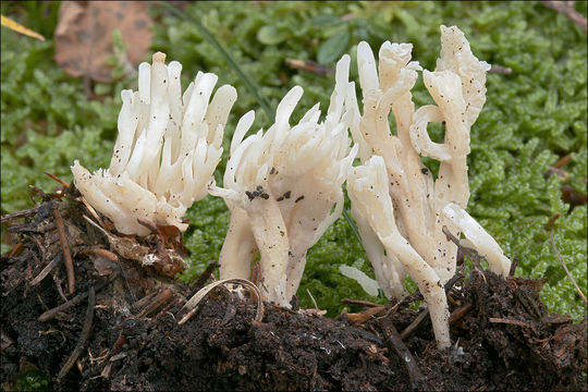 Clavulina rugosa Pourtales 1850 resmi