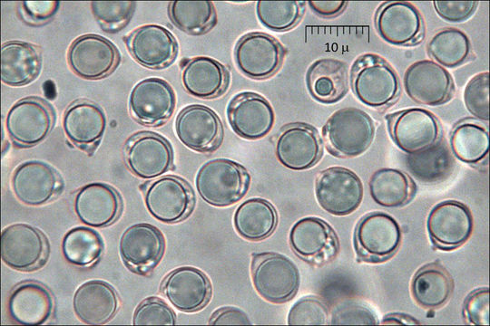 Слика од Clavulina rugosa Pourtales 1850