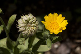 Image of pot marigold