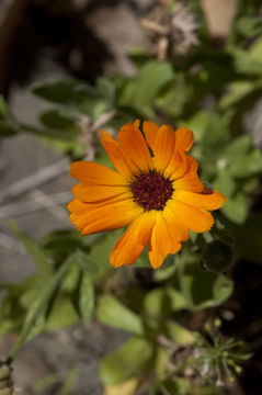 Image of pot marigold