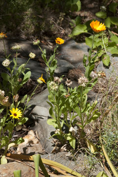 Image of pot marigold