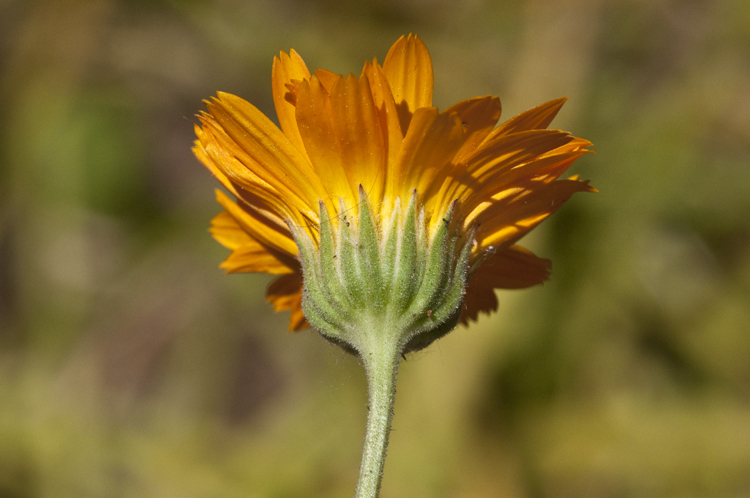 Image of pot marigold