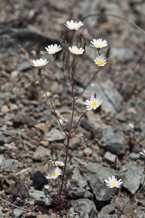 Image of woolly desertdandelion