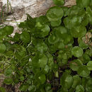 Hydrocotyle verticillata Thunb. resmi